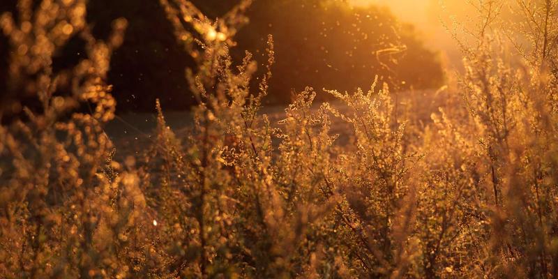 LED照明如何护眼？深度解析灯泡防眩光技术：磨砂涂层、蜂窝格栅与深藏光源设计
