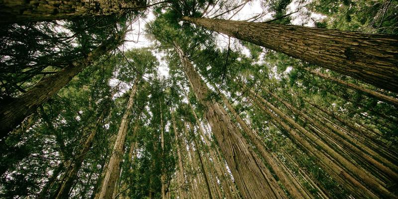 吊灯LED照明暗藏危机？智能灯泡选购指南：手机3秒测频闪，守护全家视力健康